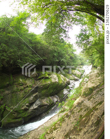 新緑に包まれる秘境 新緑に包まれる秘境 136270629