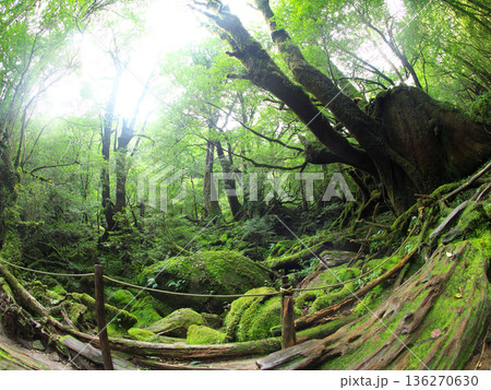 苔むす森 苔むす森 136270630