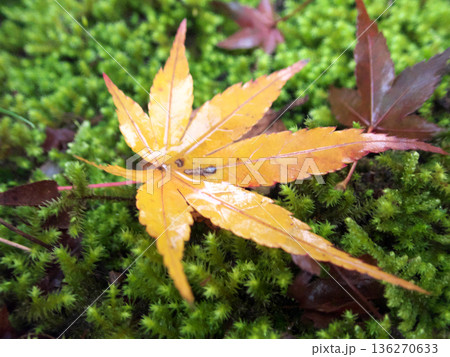 苔の上に落ちた紅葉 苔の上に落ちた紅葉 136270633