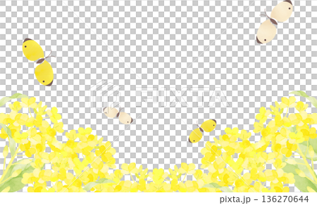 Spring frame of rapeseed flower field and butterflies 136270644