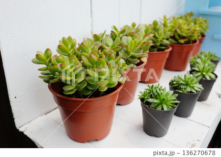 Fresh Crassula or Sunset Jade succulents in flowerpots in the garden Fresh Crassula or Sunset Jade succulents in flowerpots in the garden 136270678