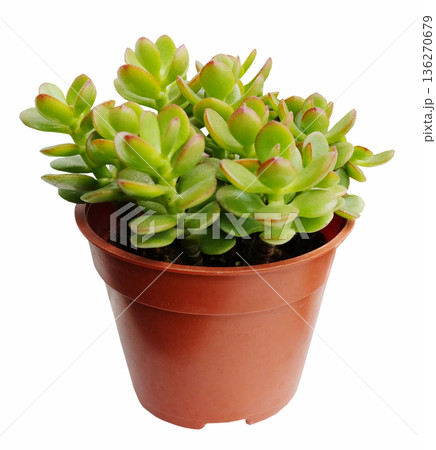 Fresh Crassula or Sunset Jade succulent in flower pot isolated on white background with clipping path Fresh Crassula or Sunset Jade succulent in flower pot isolated on white background with clipping path 136270679