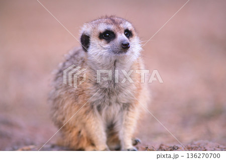 カメラに向かってポーズをとる友好的なミーアキャット カメラに向かってポーズをとる友好的なミーアキャット 136270700