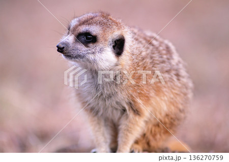 観客へのサービスに飽きて次は何をするかと考えるミーアキャット 観客へのサービスに飽きて次は何をするかと考えるミーアキャット 136270759