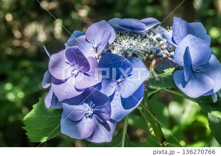 木漏れ日に照らされる紫陽花の花 木漏れ日に照らされる紫陽花の花 136270766