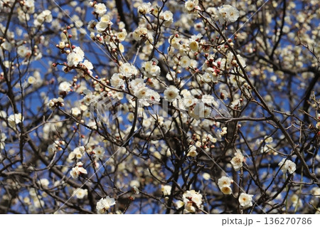 冬の公園に咲く白い梅の花 136270786