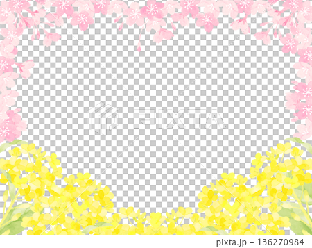 春日里油菜花和櫻花盛開的景象 春日里油菜花和櫻花盛開的景象 136270984