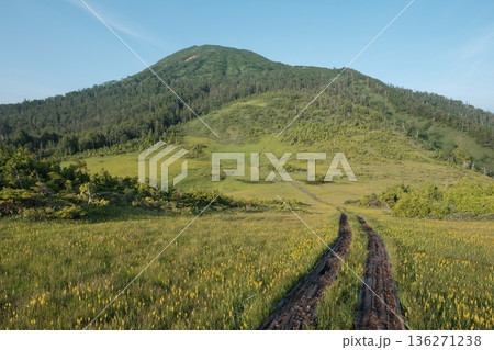 燧ヶ岳を望む夏の木道 キンコウカが咲き誇る湿原の風景 燧ヶ岳を望む夏の木道 キンコウカが咲き誇る湿原の風景 136271238