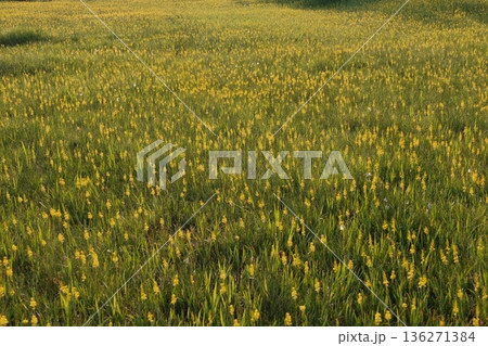 夏の湿原に広がるキンコウカの群生 黄色が輝く草原の風景 夏の湿原に広がるキンコウカの群生 黄色が輝く草原の風景 136271384
