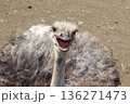 口を開けているダチョウ 136271473