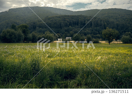 Natural Wildflower Field in Mountain Countryside 136271511