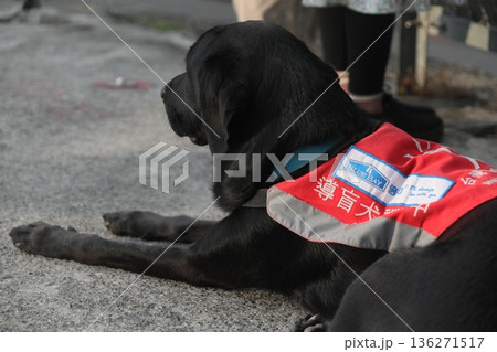 導盲犬 導盲犬 136271517