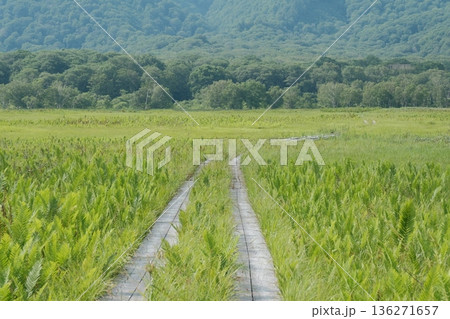 尾瀬ヶ原を進む木道 夏の湿原に広がる緑の風景 尾瀬ヶ原を進む木道 夏の湿原に広がる緑の風景 136271657