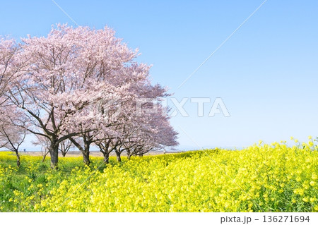 渡良瀬遊水地の満開の桜と菜の花 渡良瀬遊水地の満開の桜と菜の花 136271694