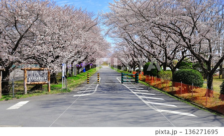 藤岡渡良瀬運動公園の桜並木 藤岡渡良瀬運動公園の桜並木 136271695