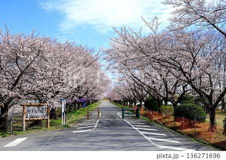 藤岡渡良瀬運動公園の桜並木 藤岡渡良瀬運動公園の桜並木 136271696