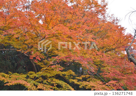 法然院の紅葉 法然院の紅葉 136271748
