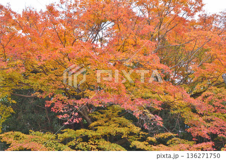 法然院の紅葉 法然院の紅葉 136271750