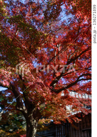 陽の光に照らされる日本の紅葉 136271899