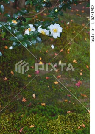 法然院の椿 136271902