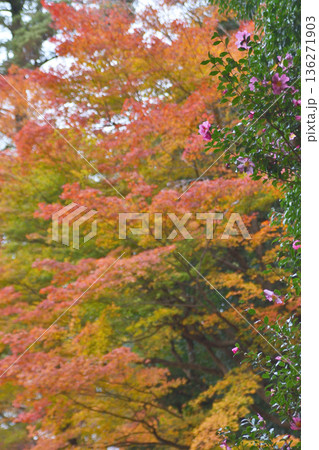 法然院の紅葉 法然院の紅葉 136271903