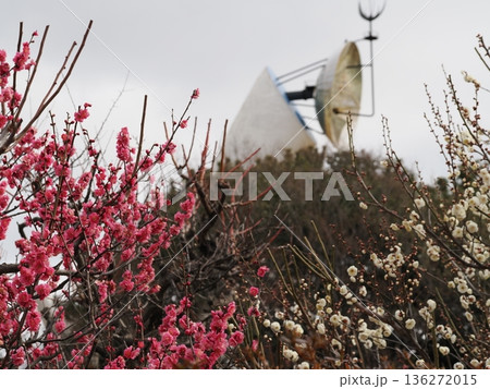 紅梅と白梅 136272015