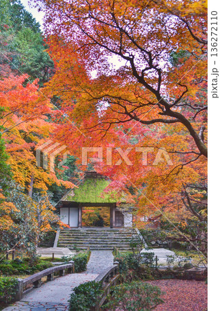 法然院の山門と紅葉 136272110