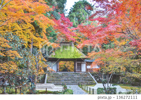 法然院の山門と紅葉 法然院の山門と紅葉 136272111