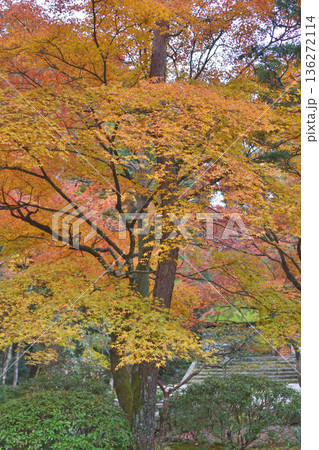 法然院の山門と紅葉 法然院の山門と紅葉 136272114