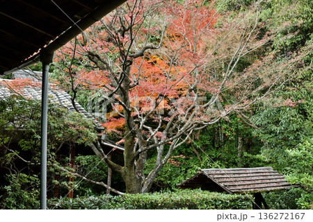 妙心寺塔頭 晩秋の桂春院 思惟の庭(京都市右京区) 妙心寺塔頭 晩秋の桂春院 思惟の庭(京都市右京区) 136272167