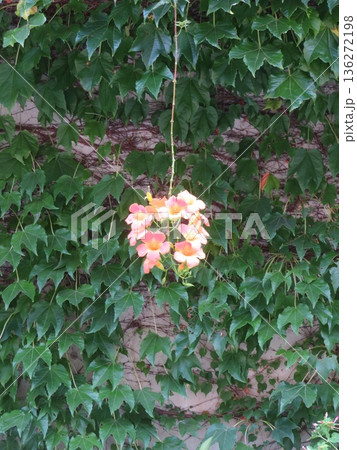 花 ピンク 花 ピンク 136272198