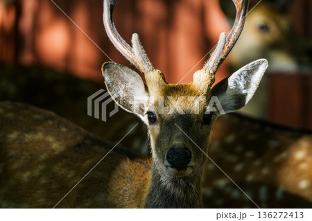 角を持つ雄鹿がこちらを見つめる瞬間 136272413