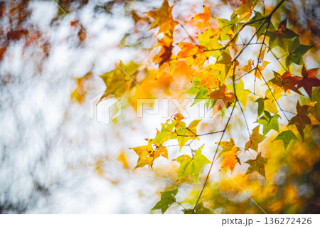 台湾 新北 新北市 136272426