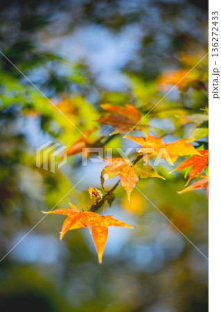 台湾 新北 新北市 136272433