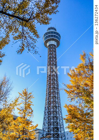 紅葉したイチョウとマリンタワー 136272434