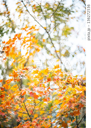 台湾 新北 新北市 136272536