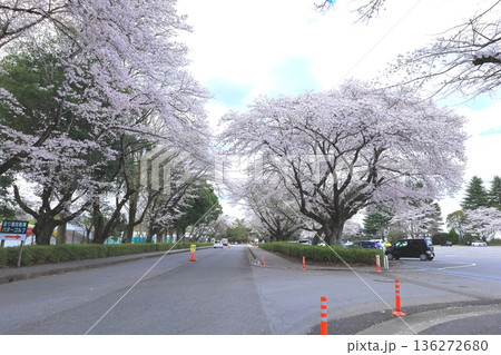 桜満開の井頭公園/栃木県真岡市 桜満開の井頭公園/栃木県真岡市 136272680