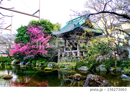 【東京】初春の西新井大師　いろは池と鐘楼堂 136273063