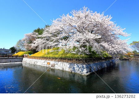 壬生町城址公園の桜/栃木県壬生町 壬生町城址公園の桜/栃木県壬生町 136273202