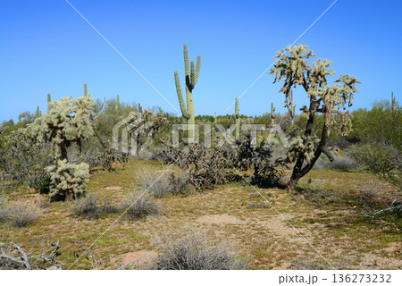 Landscape Sonoran Desert Arizona 136273232