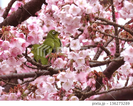 熱海桜の枝でメジロ押しをするメジロ 136273289