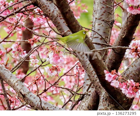 熱海桜の枝から枝に飛び立つメジロ 熱海桜の枝から枝に飛び立つメジロ 136273295