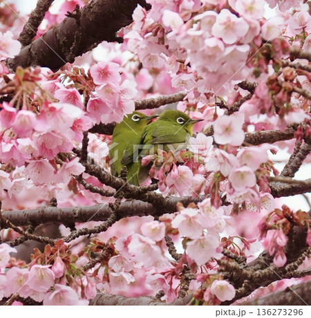 熱海桜に抱かれて愛をささやくメジロのカップル 136273296