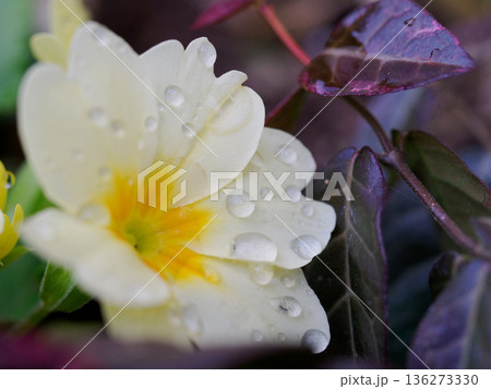 雨上がり 雫をたたえた白い花 Pure white flower after rain 雨上がり 雫をたたえた白い花 Pure white flower after rain 136273330