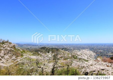 蔵の町一望 桜咲く太平山 展望台/栃木県栃木市 蔵の町一望 桜咲く太平山 展望台/栃木県栃木市 136273907