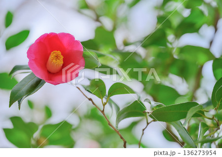 公園に咲く一輪の椿 公園に咲く一輪の椿 136273954