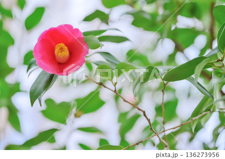 公園に咲く一輪の椿 公園に咲く一輪の椿 136273956