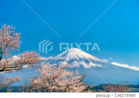 富士山と桜・静岡県　富士宮市 136273980
