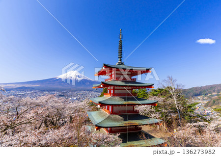 富士山と満開の桜・新倉山浅間公園 136273982