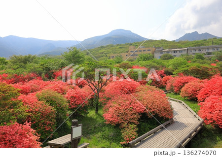 那須高原 八幡ツツジ群落と那須連山／栃木県那須町 136274070
